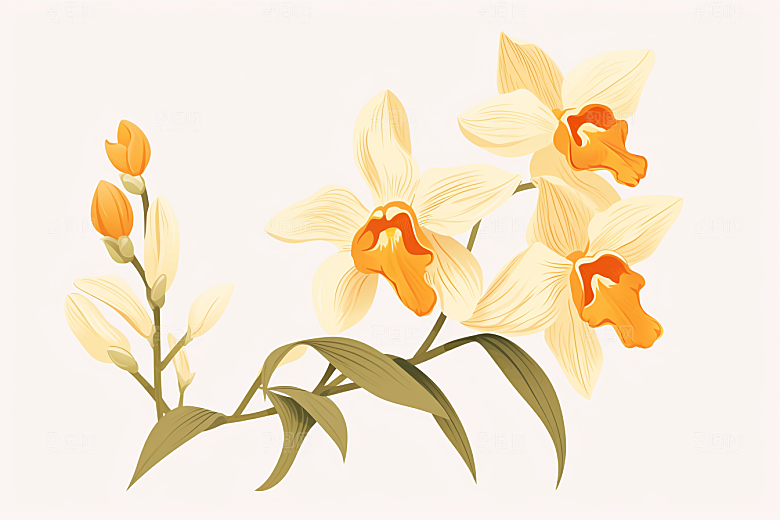 石斛药方植物插画