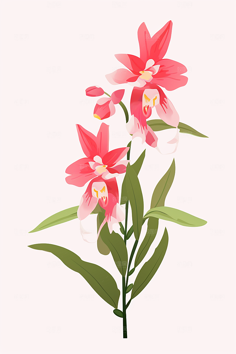 石斛手绘养生插画
