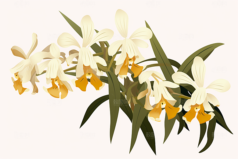 石斛植物医疗插画