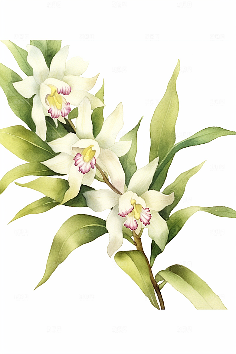 石斛中草药手绘插画