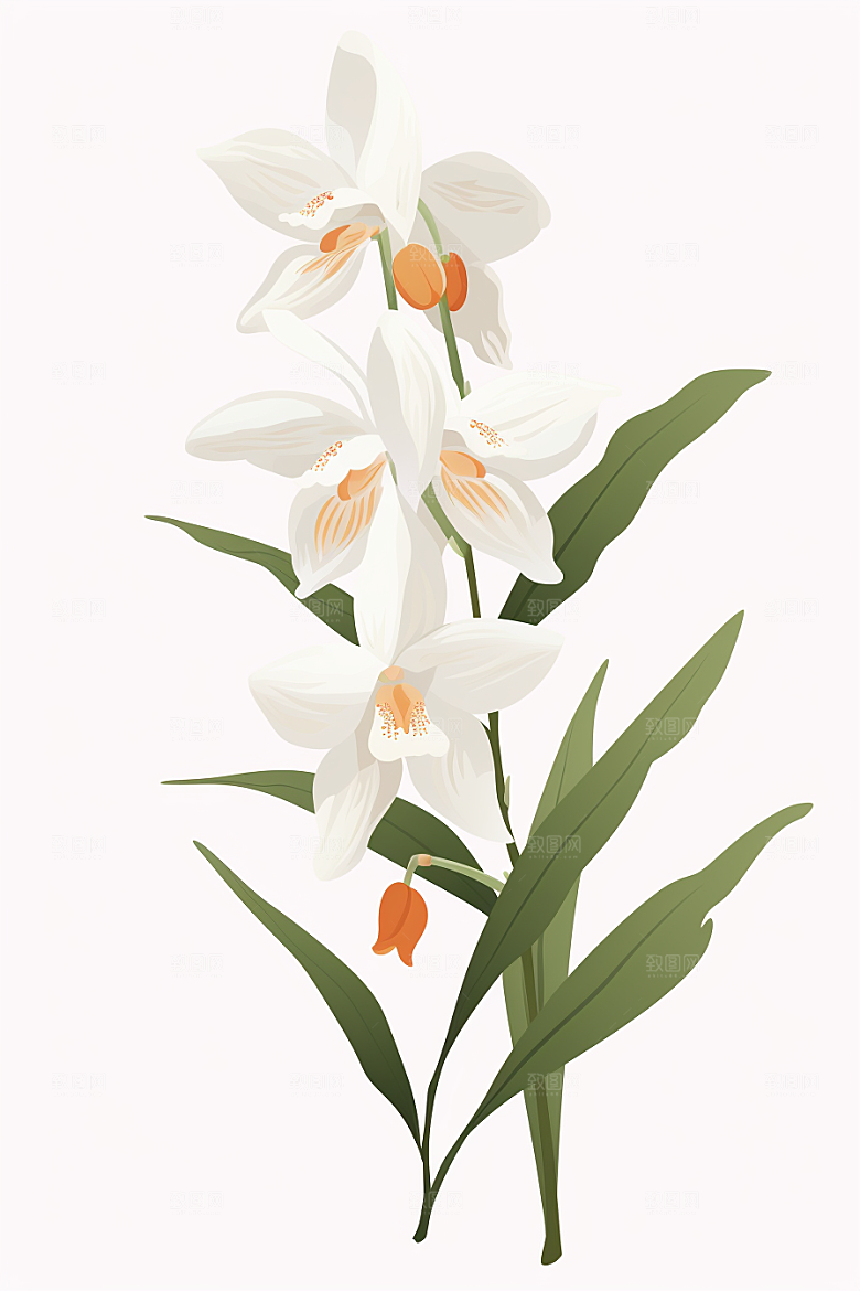 石斛养生植物插画