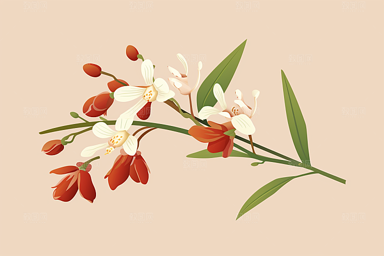 石斛药方中医插画
