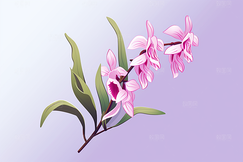 石斛手绘医疗插画