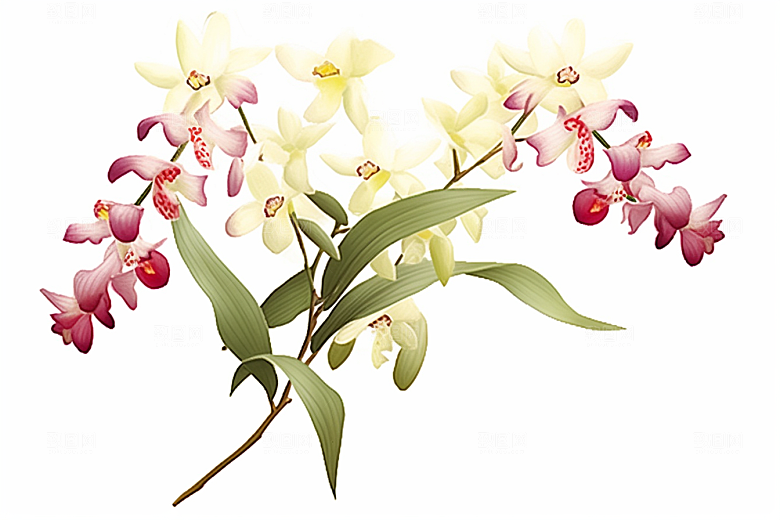 石斛医疗药方插画