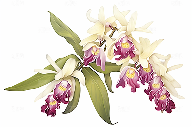 石斛医疗植物插画