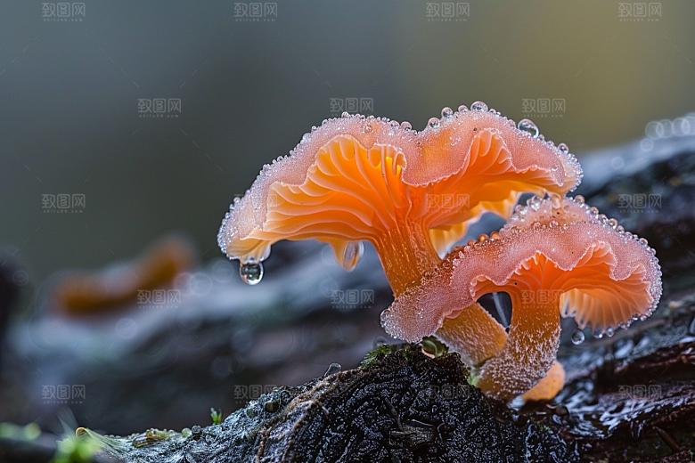 菌菇菌类山林摄影图