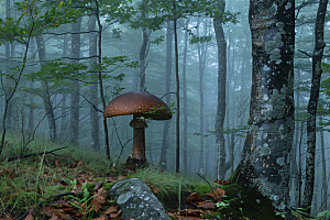 菌菇新鲜食用菌摄影图