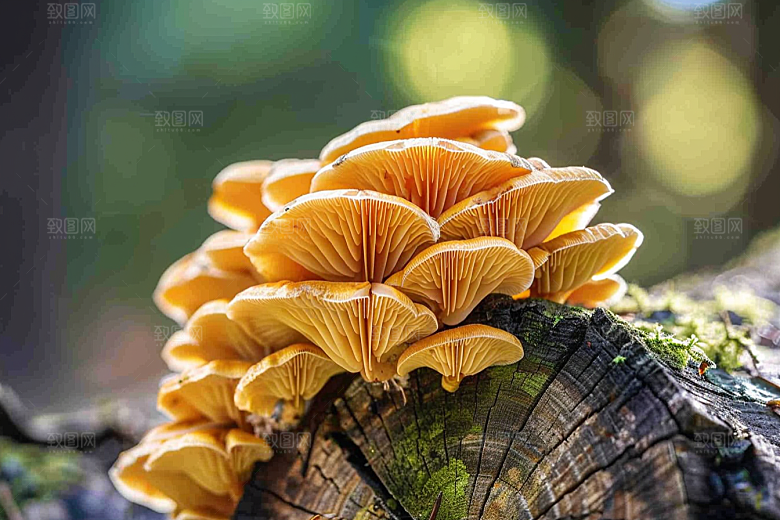 菌菇新鲜山珍摄影图