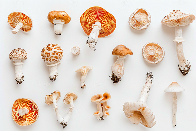 菌菇山珍菌类摄影图