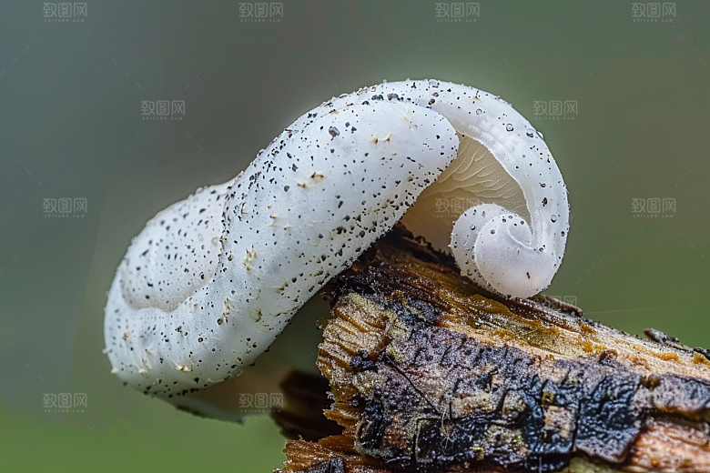菌菇高清新鲜摄影图