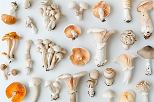 菌菇食用菌山珍摄影图