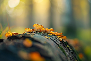 菌菇山林食用菌摄影图
