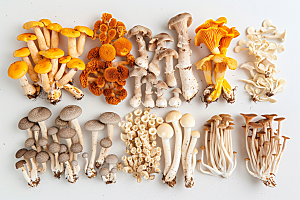 菌菇蘑菇采菌子摄影图