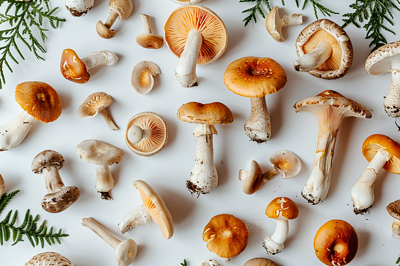 菌菇山珍云南摄影图