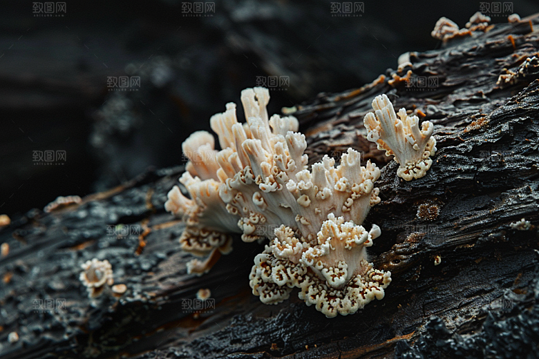 菌菇采菌子山珍摄影图