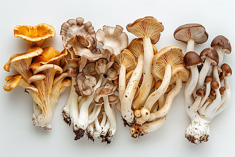 菌菇山野食材摄影图