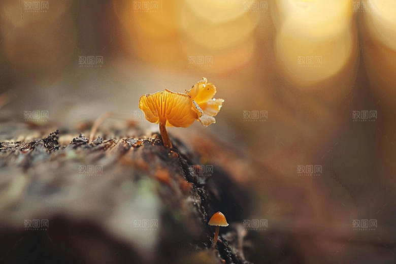 菌菇美味鲜味摄影图