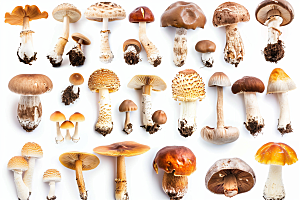 菌菇鲜味食材摄影图