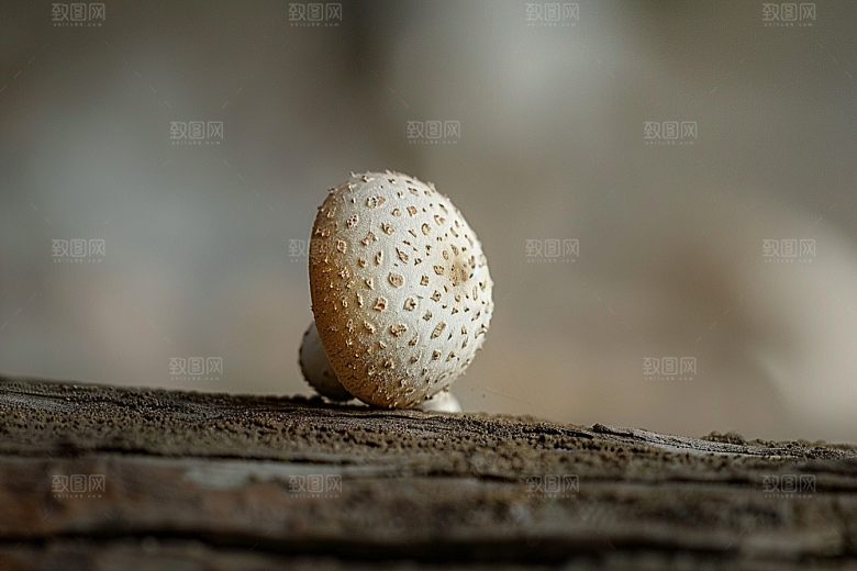 菌菇菌类食用菌摄影图