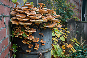 菌菇美食采菌子摄影图