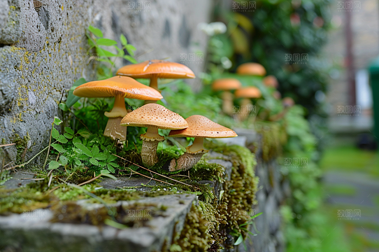 菌菇蘑菇鲜味摄影图