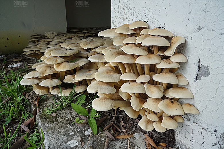 菌菇食材食用菌摄影图