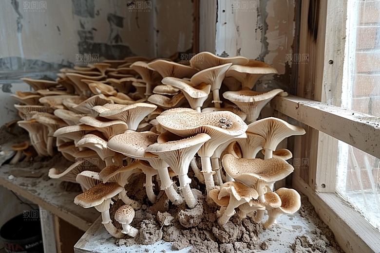 菌菇山野高清摄影图
