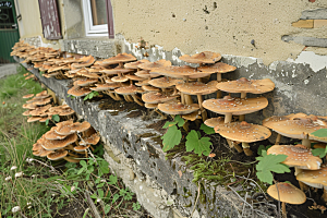 菌菇山林食材摄影图