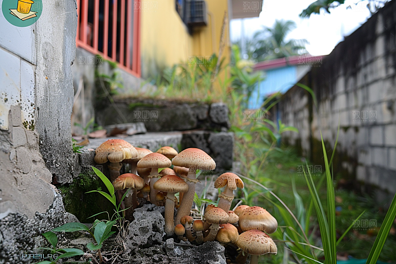 菌菇山珍美食摄影图