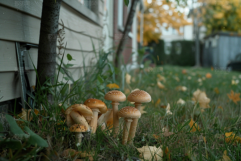 菌菇山珍美食摄影图
