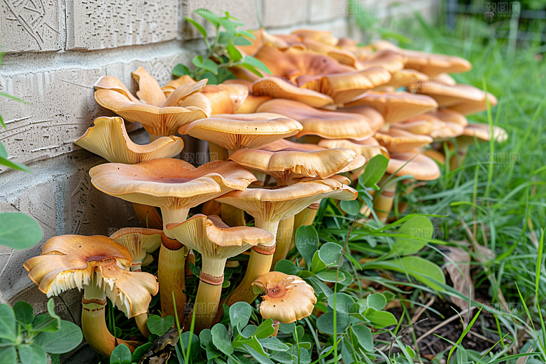 菌菇新鲜云南摄影图