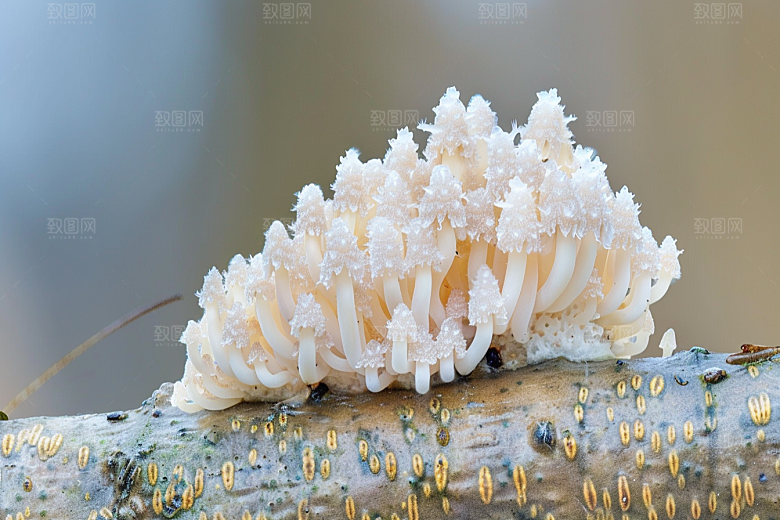 菌菇山林食材摄影图