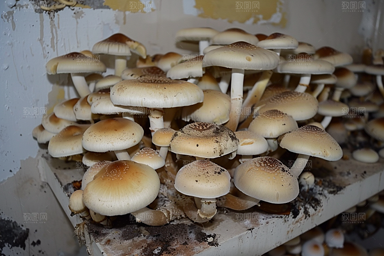 菌菇山野鲜味摄影图
