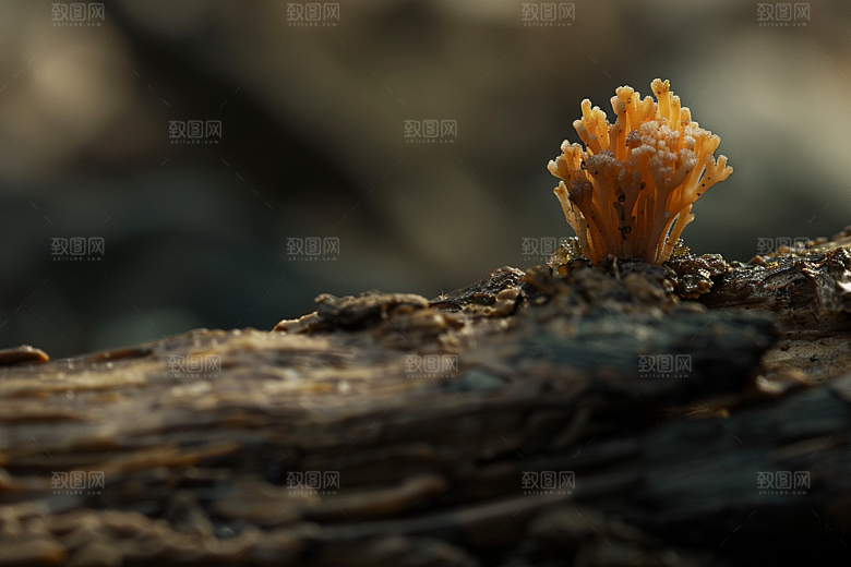 菌菇菌类云南摄影图