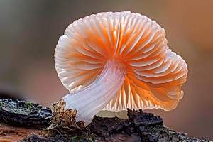 菌菇山野采菌子摄影图
