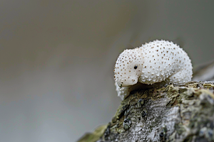 菌菇鲜味菌类摄影图