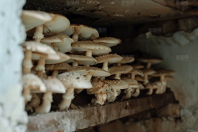 菌菇山珍菌类摄影图