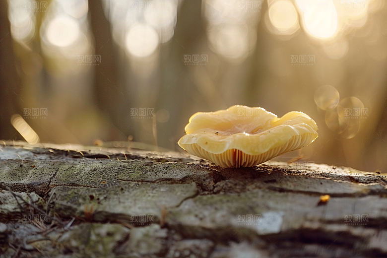 菌菇山野食材摄影图