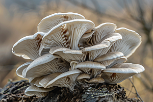 菌菇鲜味采菌子摄影图