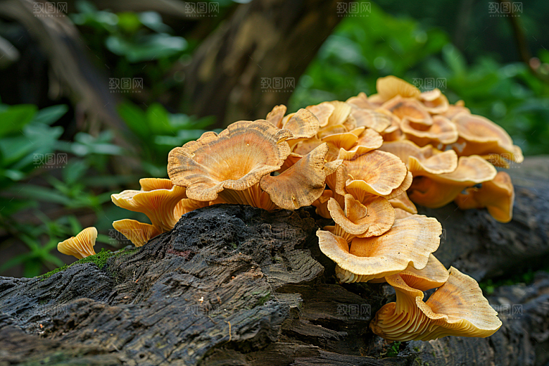 菌菇新鲜山野摄影图
