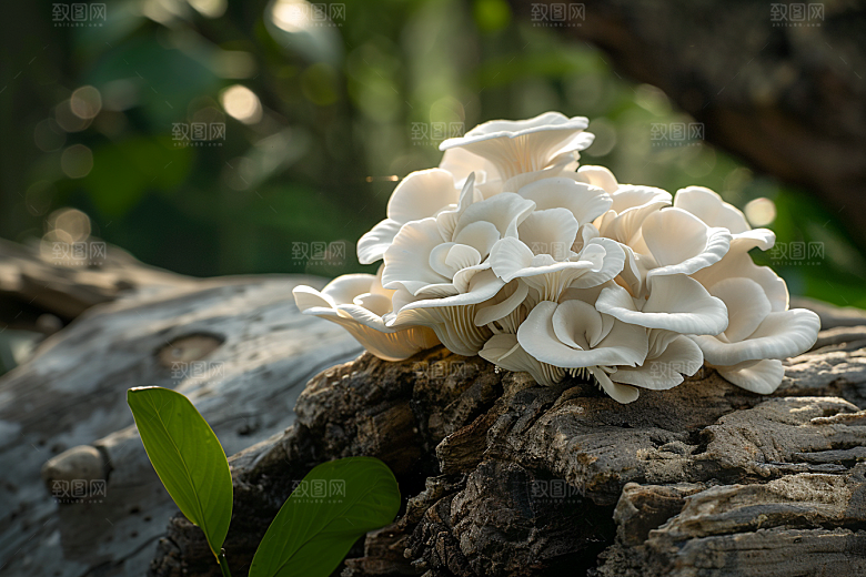 菌菇山林美食摄影图