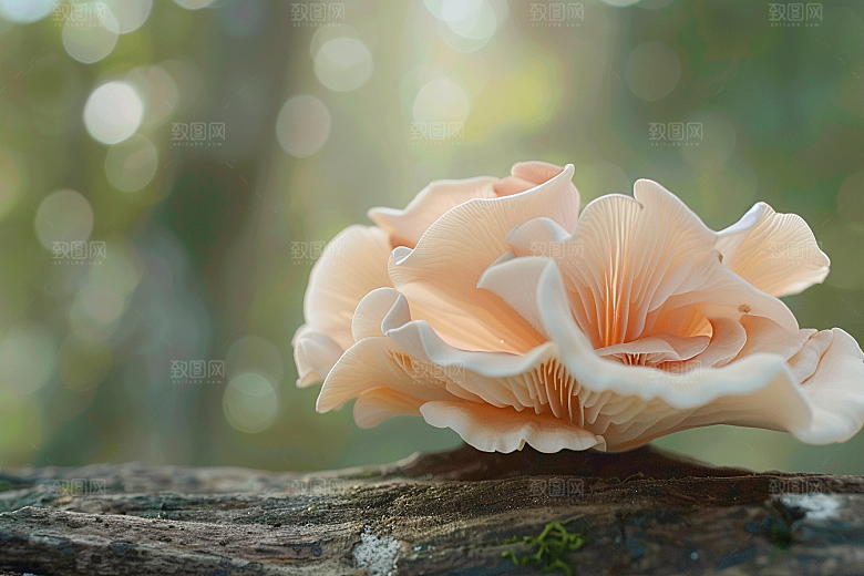 菌菇美食菌类摄影图