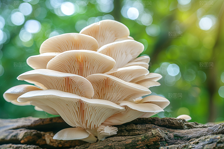 菌菇美食山野摄影图