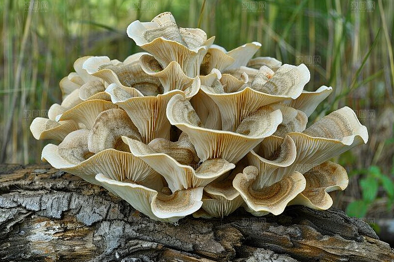 菌菇山珍高清摄影图