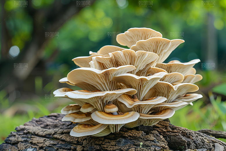 菌菇采菌子美食摄影图