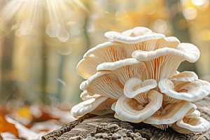 菌菇食用菌美食摄影图