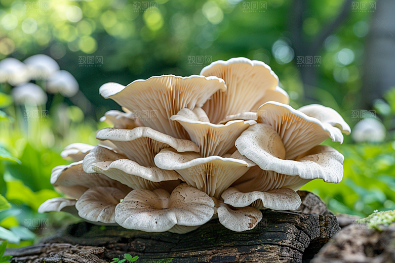 菌菇采菌子食用菌摄影图