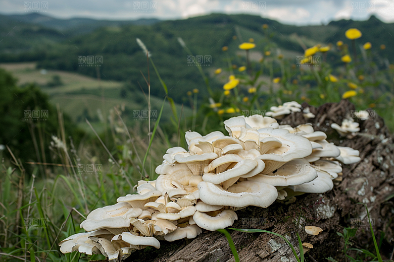菌菇山林山野摄影图
