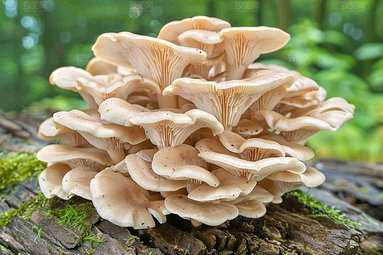 菌菇食用菌蘑菇摄影图