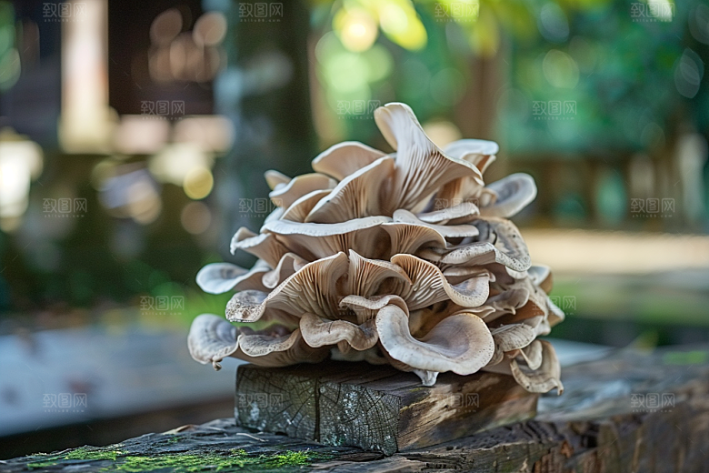 菌菇山珍高清摄影图